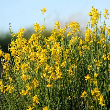 Apartman Bioagriturismo Chignoni