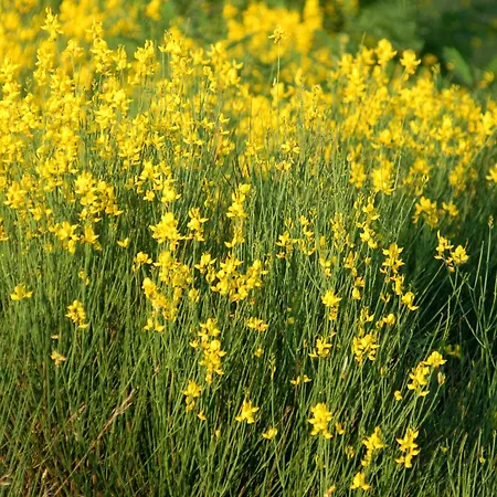 Bioagriturismo Chignoni